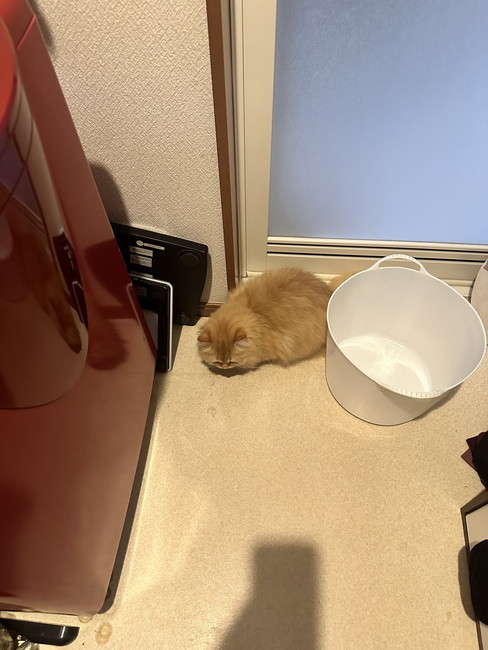 落ちてたちゃん