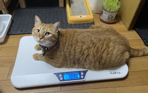 ダイエット中