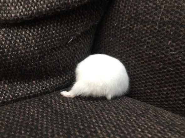 ちいかわの豆大福シーンを完全再現したハムスター