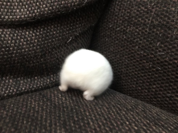 ちいかわの豆大福シーンを完全再現したハムスター