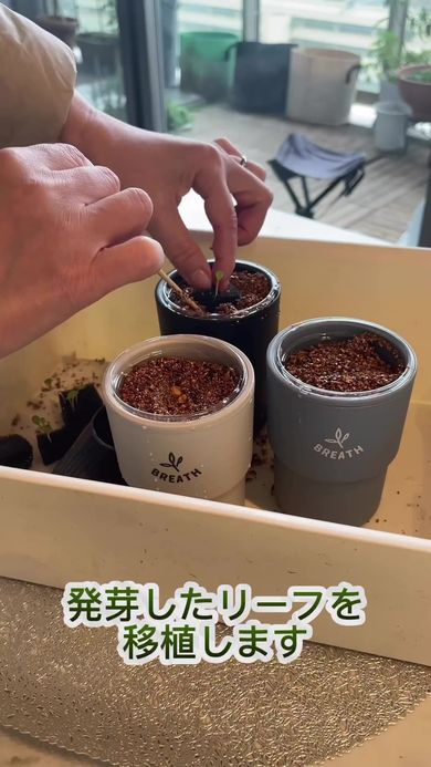 セリアのプラカップとプラボトルを組み合わせた容器でベビーリーフ栽培