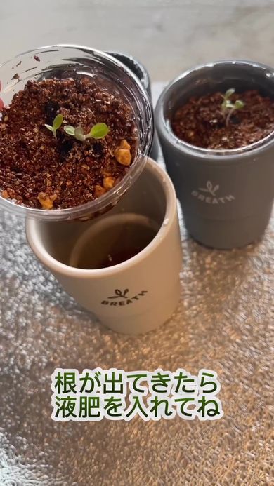 セリアのプラカップとプラボトルを組み合わせた容器でベビーリーフ栽培
