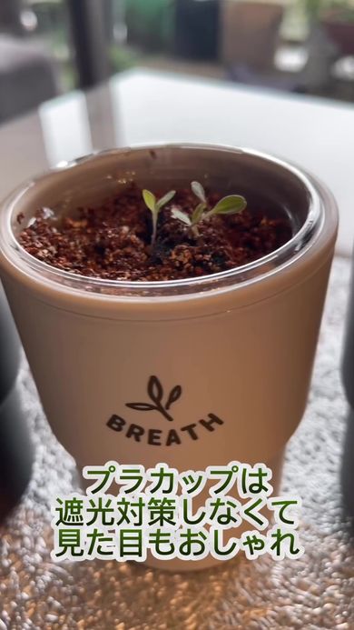 セリアのプラカップとプラボトルを組み合わせた容器でベビーリーフ栽培