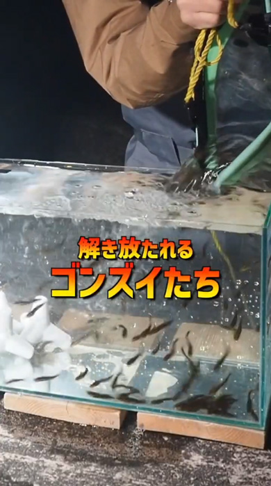 海 危険生物 水槽 アクアリウム ゴンズイ