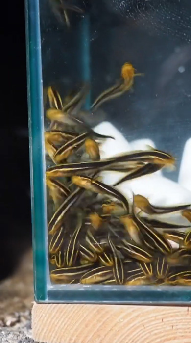 海 危険生物 水槽 アクアリウム ゴンズイ