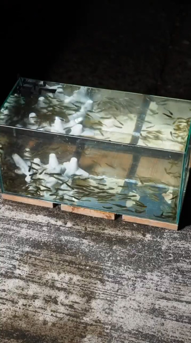 海 危険生物 水槽 アクアリウム ゴンズイ