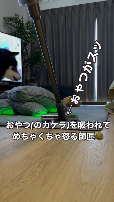 おやつのカケラを掃除されて怒る柴犬