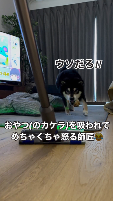 おやつのカケラを掃除されて怒る柴犬