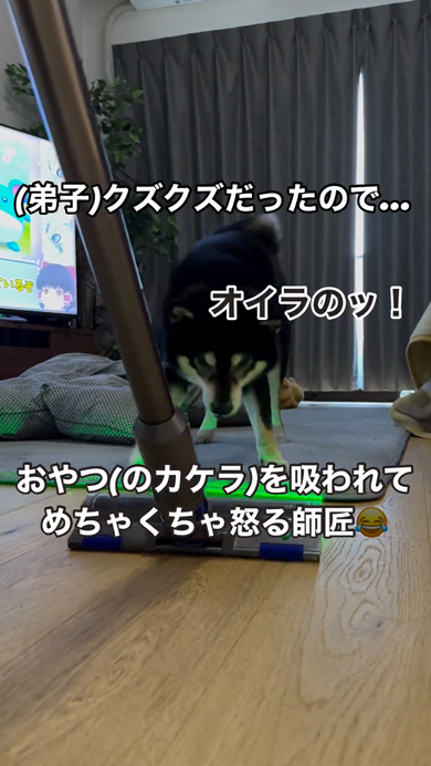 おやつのカケラを掃除されて怒る柴犬