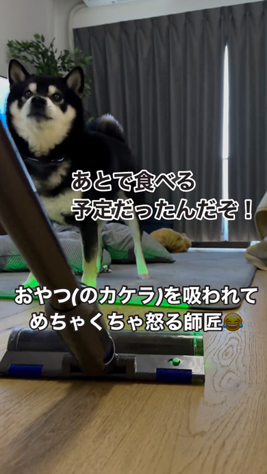 おやつのカケラを掃除されて怒る柴犬