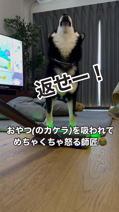 おやつのカケラを掃除されて怒る柴犬