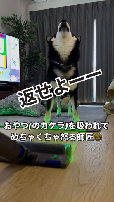 おやつのカケラを掃除されて怒る柴犬