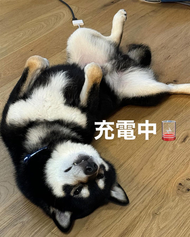 充電式柴犬