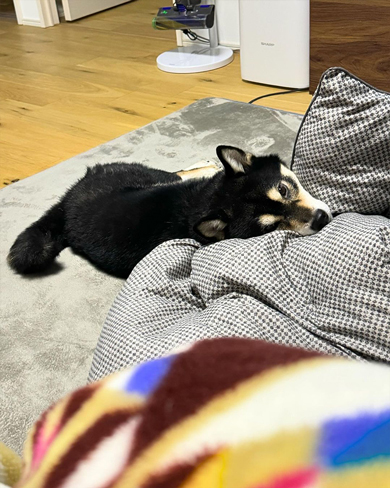 かまって欲しそうな柴犬