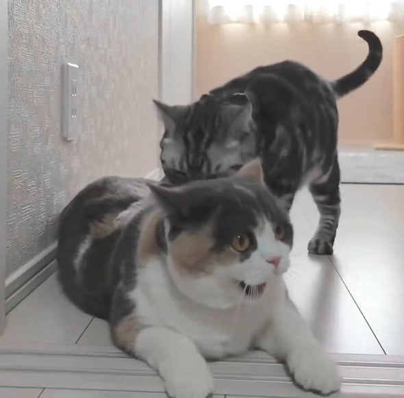 かむフリをする猫