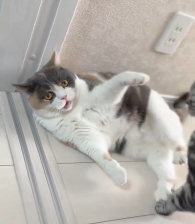 カメラ目線の猫