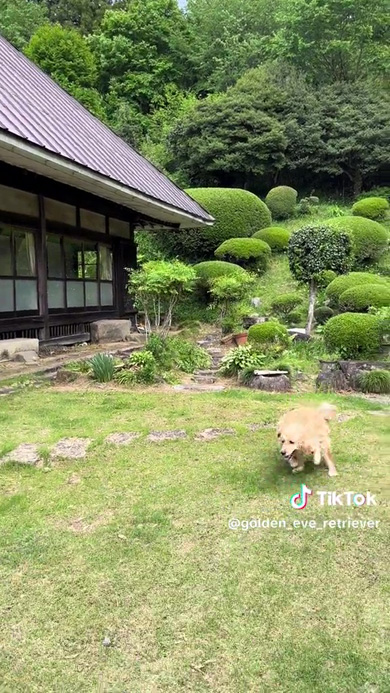 向かって来るワンコ