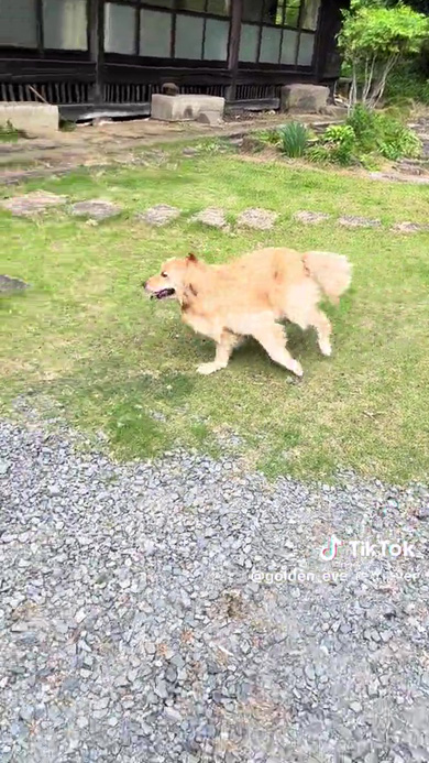 動き回るワンコ