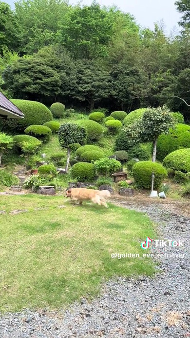 動き続けるワンコ