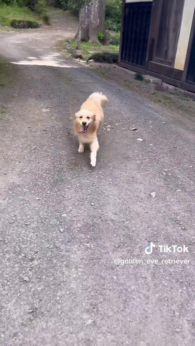 駆け付けるワンコ