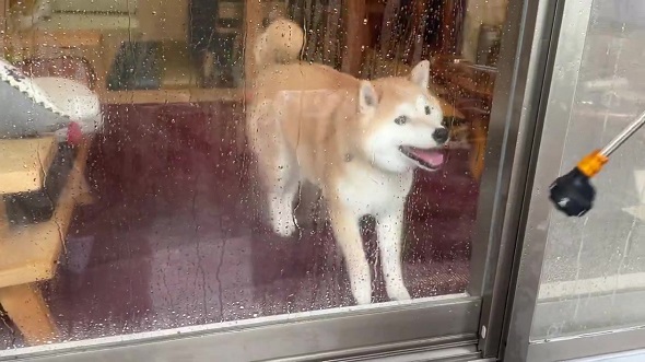 柴犬