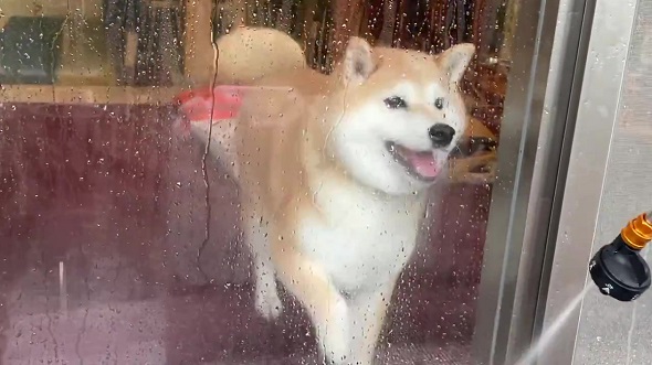 柴犬