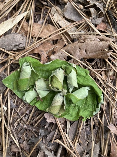 森の中で発見した謎のモノ、正体に見解集まる