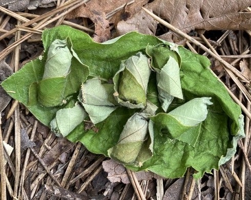 森の中で発見した謎のモノ、正体に見解集まる