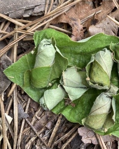 森の中で発見した謎のモノ、正体に見解集まる