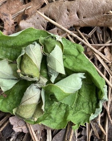 森の中で発見した謎のモノ、正体に見解集まる