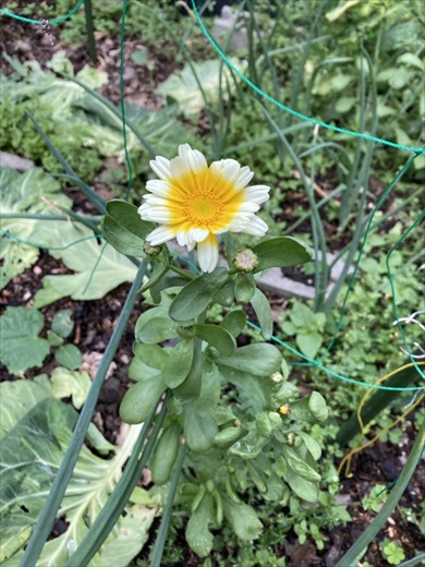 森の中で発見した謎のモノ、正体に見解集まる