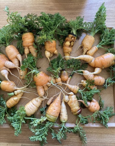 森の中で発見した謎のモノ、正体に見解集まる