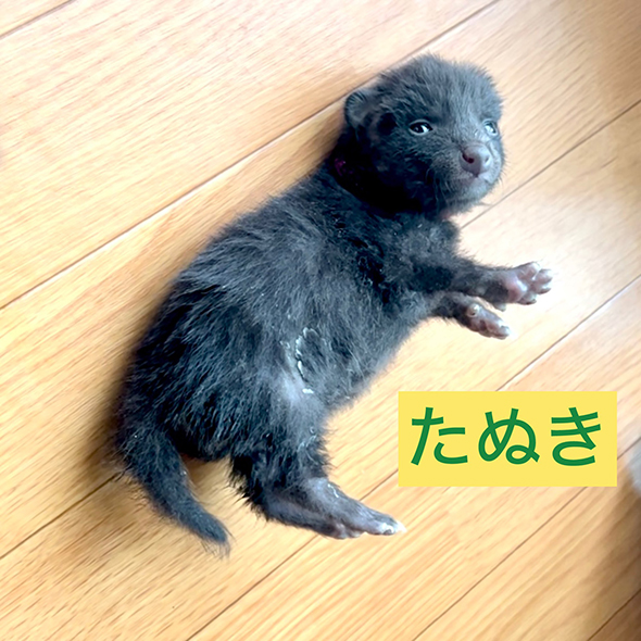 たぬき子寝転がっている姿