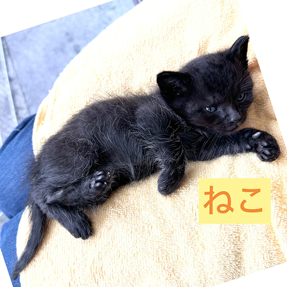 猫寝転がっている姿