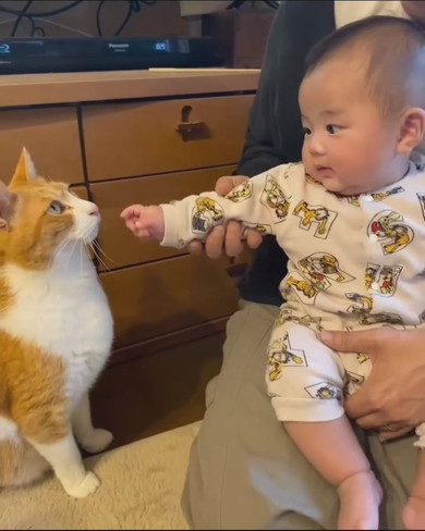 赤ちゃんと猫ちゃんの触れ合い