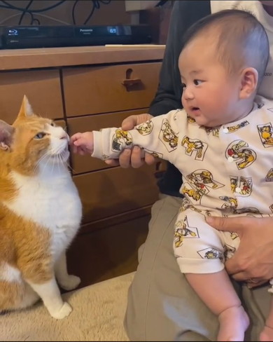赤ちゃんと猫ちゃんの触れ合い