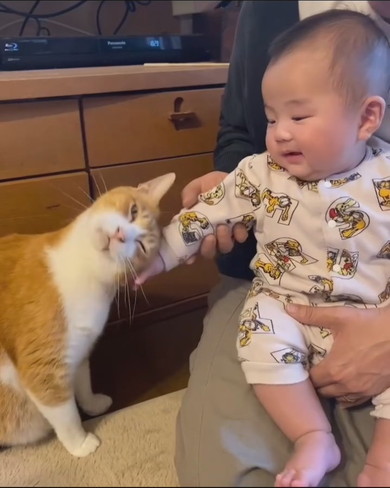 赤ちゃんと猫ちゃんの触れ合い