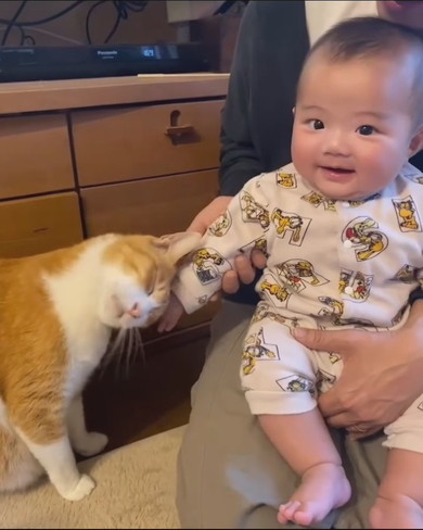 赤ちゃんと猫ちゃんの触れ合い