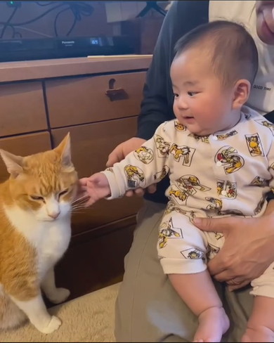 赤ちゃんと猫ちゃんの触れ合い