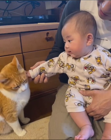 赤ちゃんと猫ちゃんの触れ合い