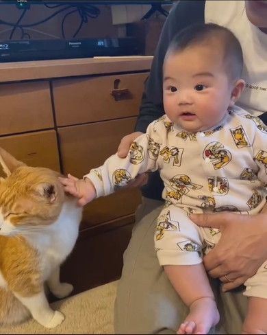赤ちゃんと猫ちゃんの触れ合い