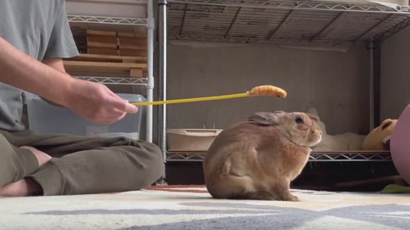 ピョコ猫じゃらしでうさぎの頭を狙う飼い主