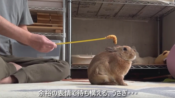余裕の表情で待ち構えるうさぎ