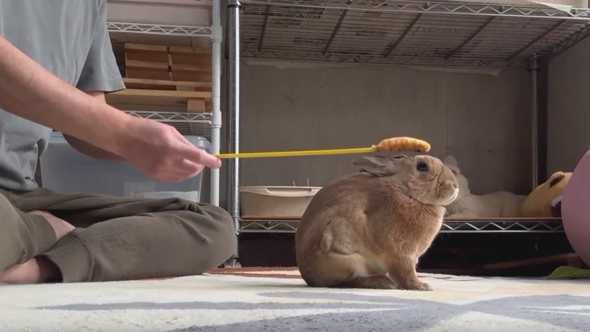 猫の手を頭にそっと置く飼い主