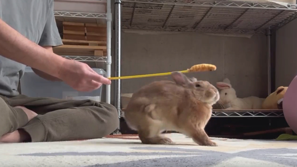 びっくりするうさぎ