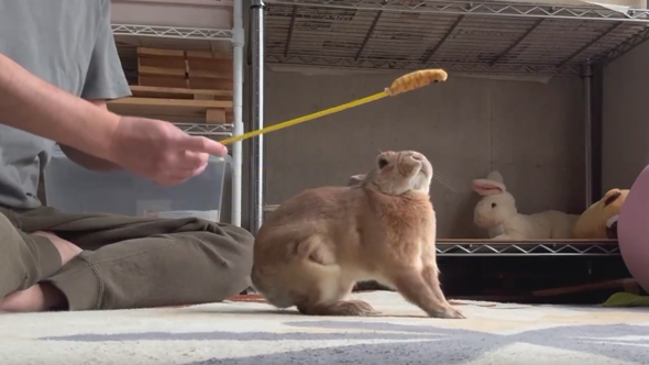 猫の手を確認するうさぎ