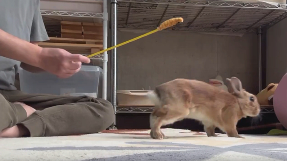 飼い主から離れるうさぎ