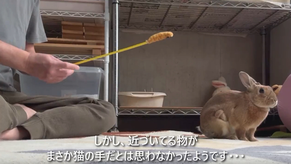 猫の手に驚いたようです