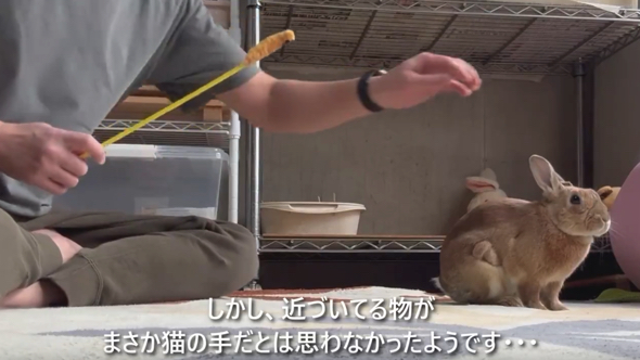 アフターケアを忘れない飼い主