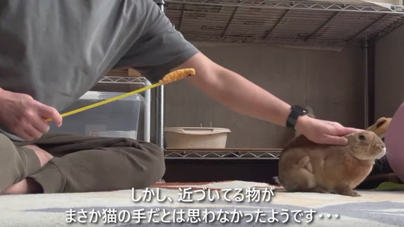 なでなでを満喫するうさぎ